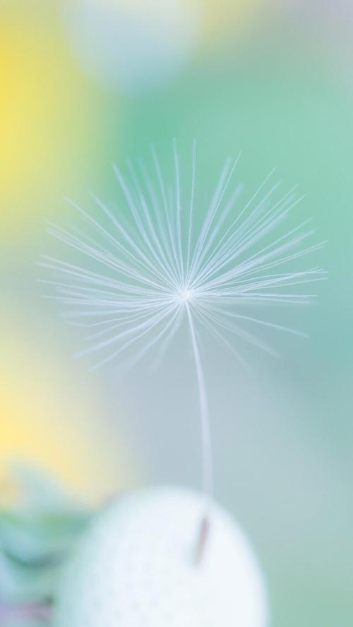 鲜花治愈心情文字