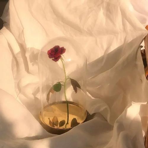 最新宠女朋友的情话
