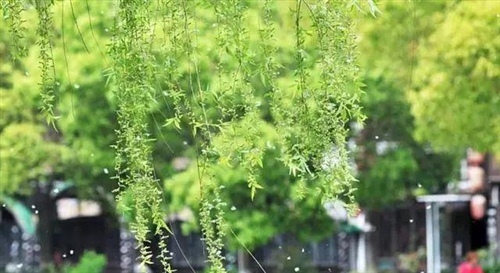讨厌柳絮心情说说 柳絮满天飞过敏说说25句