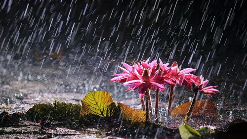 秋雨心情说说感悟生活 秋雨后的心情说说28句