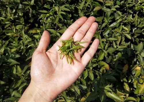 上山摘茶叶的心情说说 采茶发朋友圈的说说20句