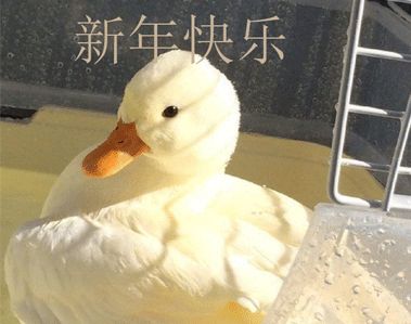 你好2021的沙雕文案 2021元旦沙雕有趣跨年说说26句