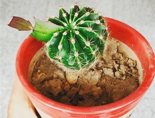 朋友圈晒仙人球的说说 仙人球朋友圈心情说说39句