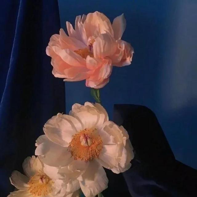 情感文案馆阿杜(情感文案馆简介)