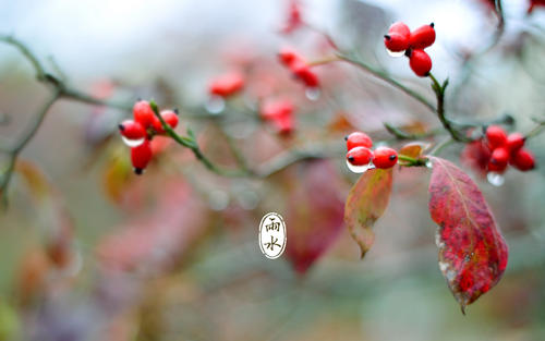 雨水节气的早安语