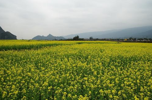 关于油菜花的唯美短句