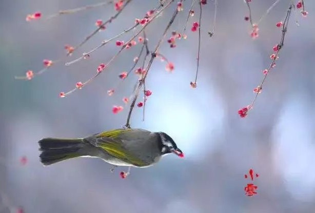 小寒的祝福语