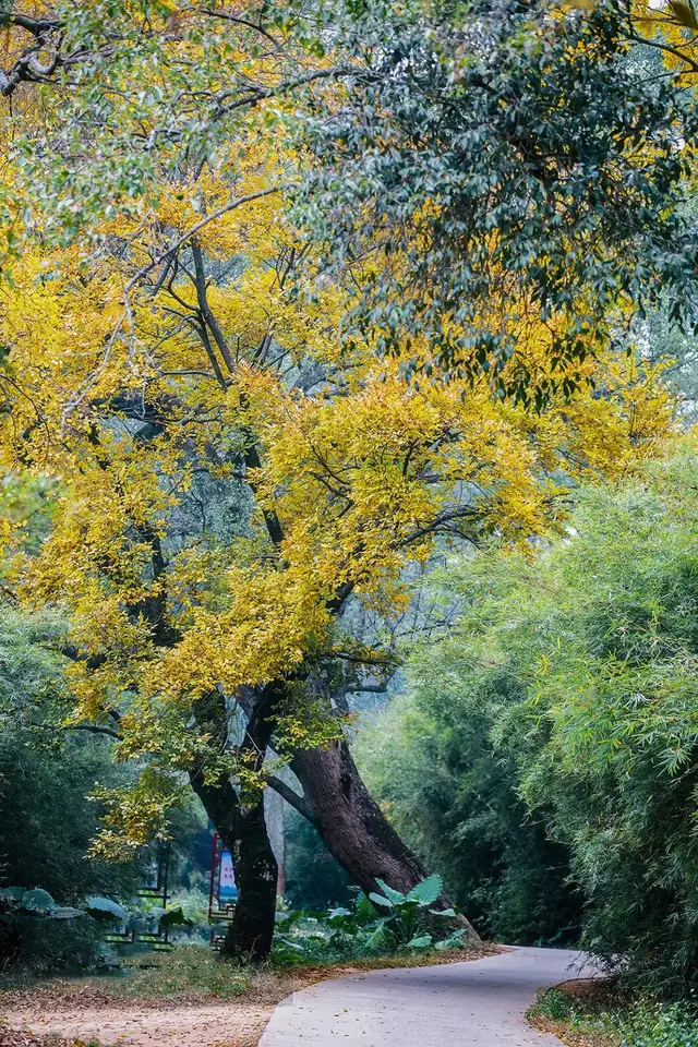 红柿子情感文案(西红柿文案句子)