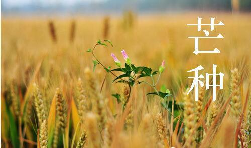 关于芒种的说说26句