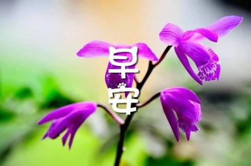 新颖的早安问候语