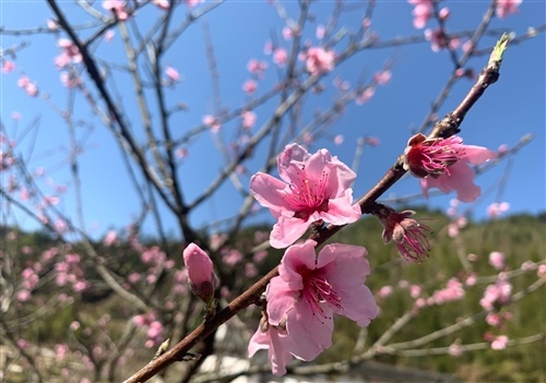 桃花开了的心情说说 桃花开了发朋友圈说说21句
