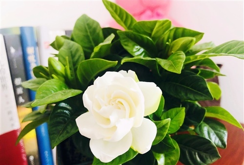 花开得真漂亮说说 晒自己养的花开了的说说24句