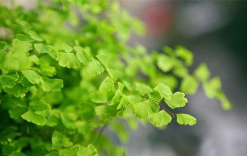 牛年春节说说句子 2021春节祝福语