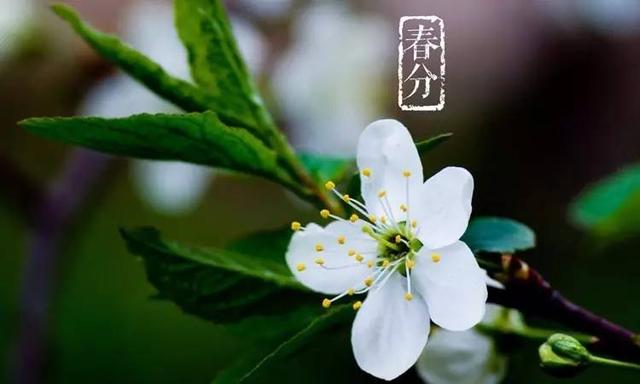 赞美春分的诗