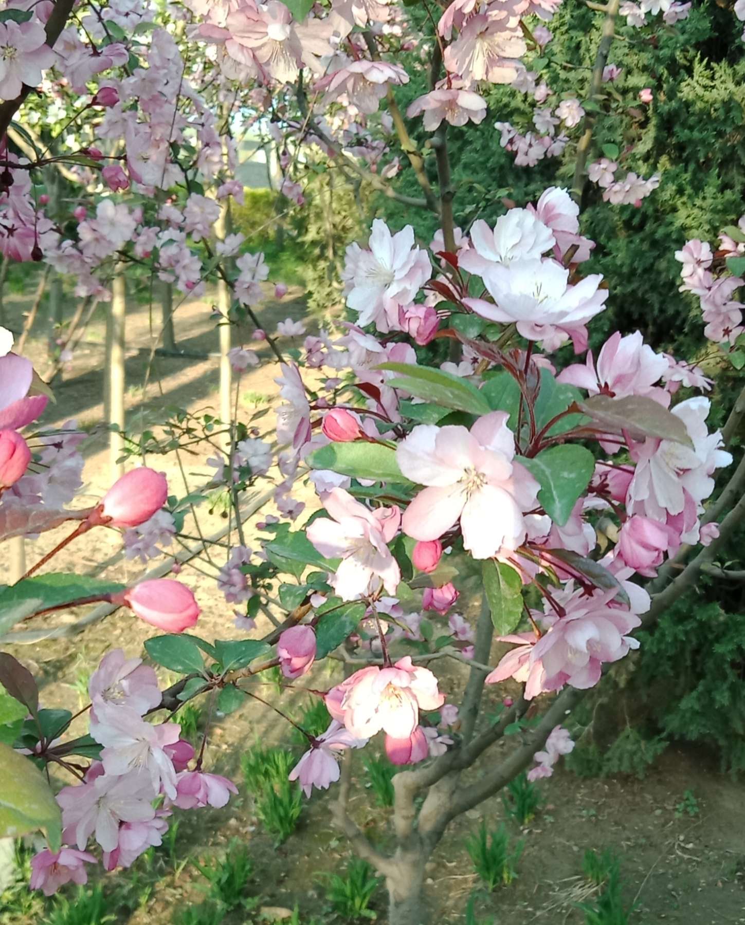 【知识点】诗是应考草三年(787)作者时年十六