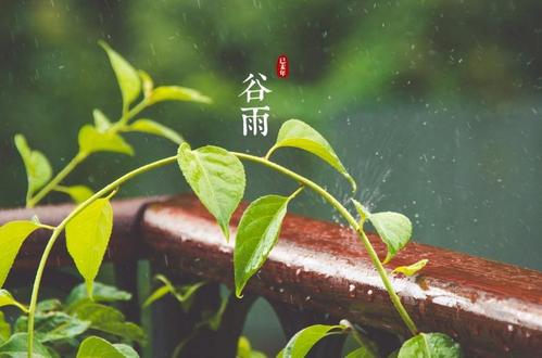 谷雨朋友圈说说