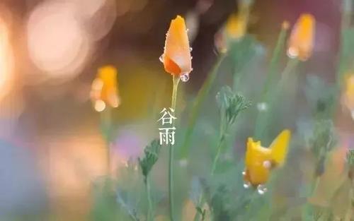 谷雨朋友圈说说