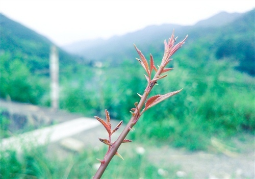 人走茶凉的伤感说说 感叹人走茶凉的说说30句