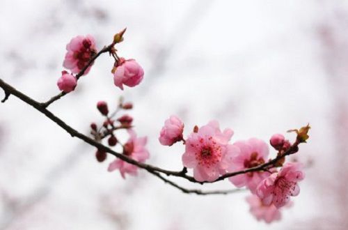 云想衣裳花想容