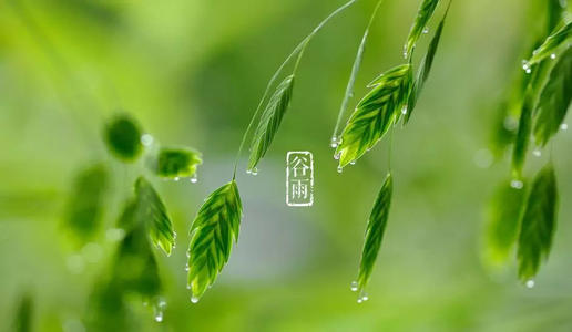 谷雨经典说说大全