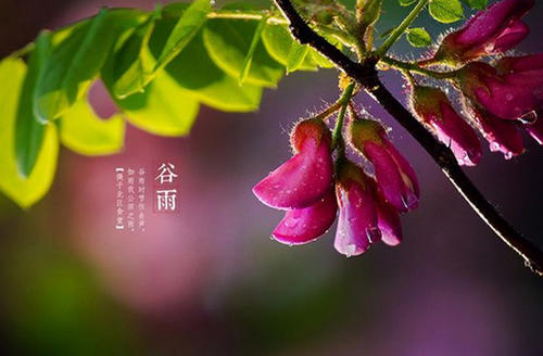 谷雨节气朋友圈说说句子