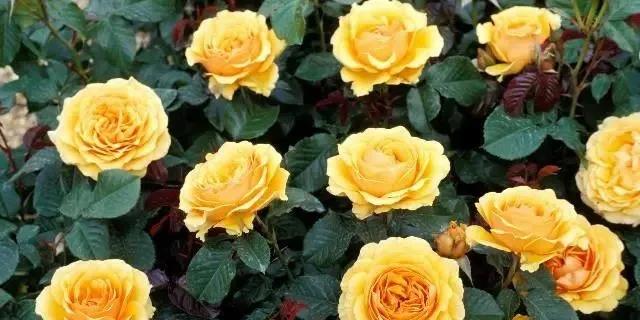 生活需要仪式感的句子发朋友圈