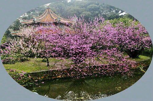 醉花阴·花语