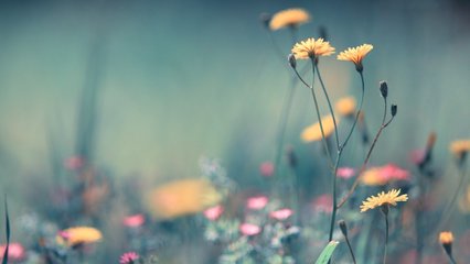 一瞥惊鸿温柔仙句