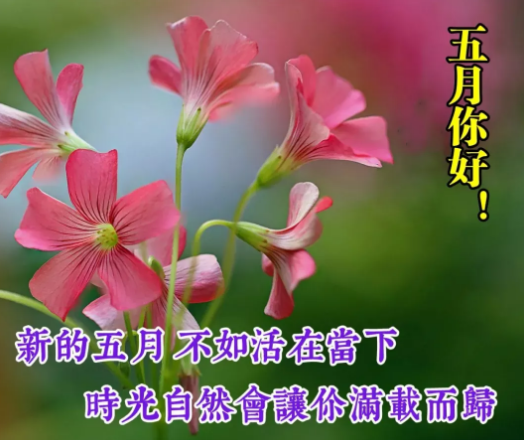 五月你好的早安图片大全 你好五月图片