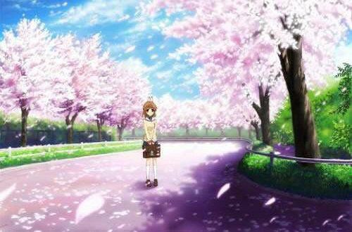 《樱花》为何只愿伴我七日