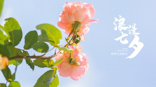 七夕情侣之间很甜很撩的微信签名 你若不离我便不弃