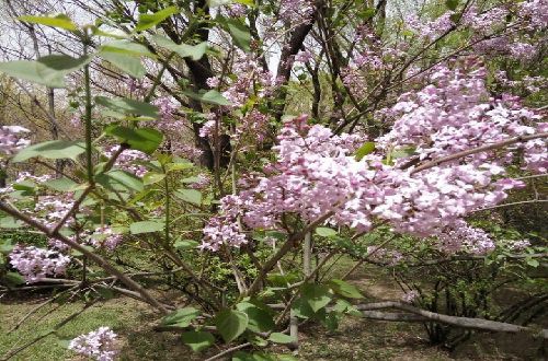 风雨·花
