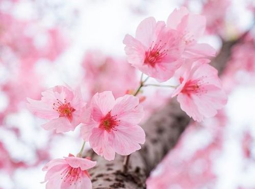 春暖花开的句子说说36句