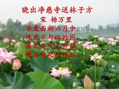 晓出净慈寺送林子方古诗解释意思 借景抒情祝福友人