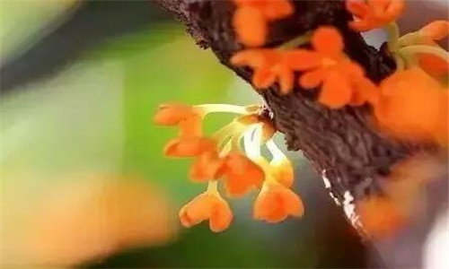 形容桂花香扑鼻的诗句 8首关于桂花的古诗分享