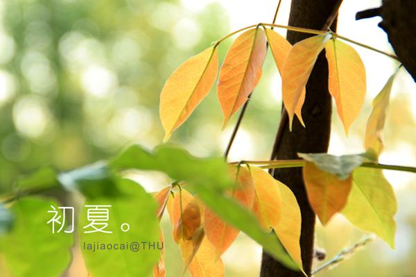 盛夏时节的唯美短句