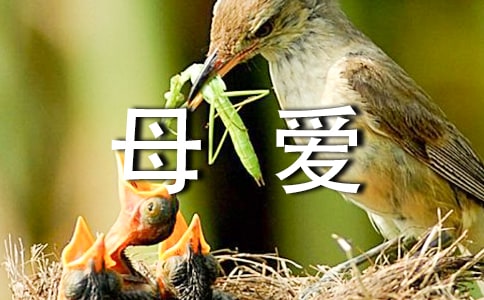 仿写乡愁写母爱的诗歌