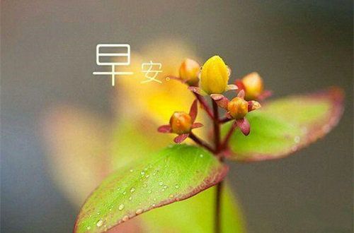 每天祝福早上好的唯美问候语