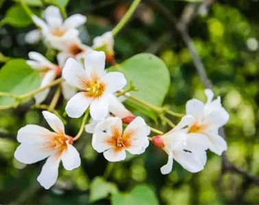 思恋亲人的温暖句子 4.1清明节思恋亲人的说说31句