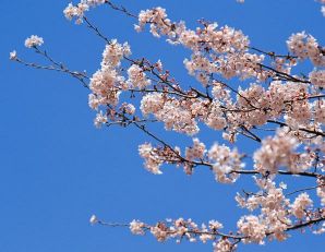 2021看樱花发朋友圈的唯美句子 春天观赏樱花的心情说说27句