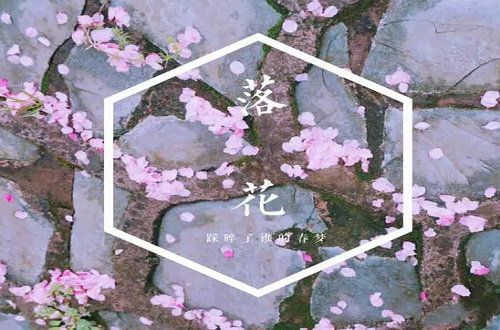又见樱花开