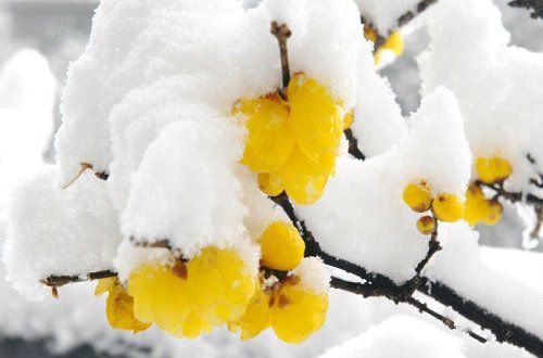 想念一朵雪的模样