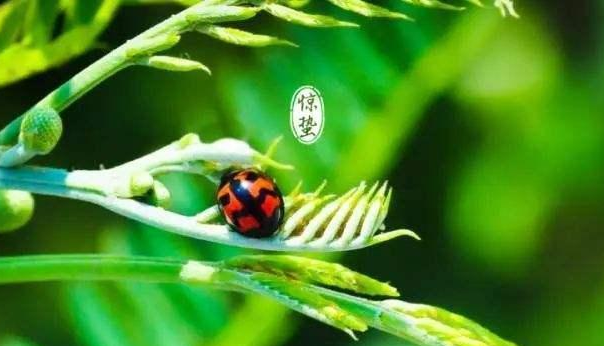 惊蛰微信祝福图片