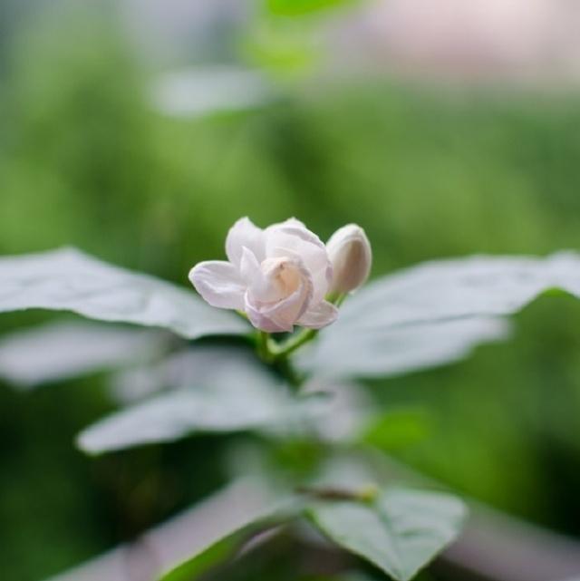经典句子 人生感悟图片