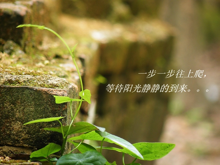 感悟人生的经典句子第十期