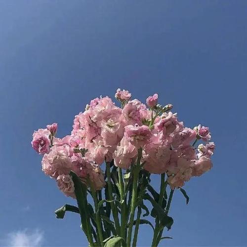 成年励志语录经典短句
