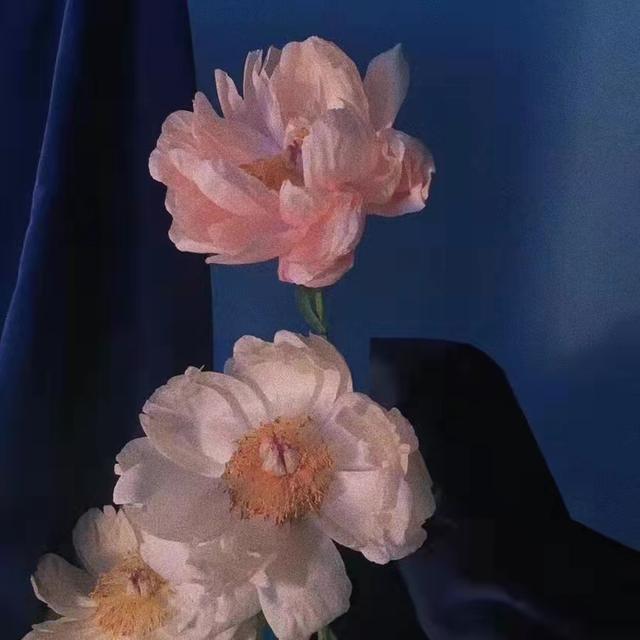 背叛自己的情感文案(关于爱情背叛的文案)