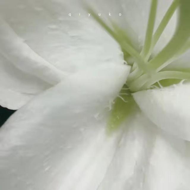 背叛自己的情感文案(关于爱情背叛的文案)