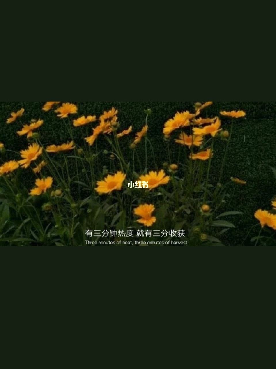 治愈性的情感文案(关于情感的治愈系文案)