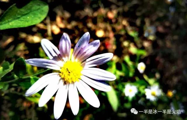 阳光明媚心情好的唯美句子、图片